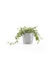 Amsterdam Mini small pot 10 White Grey Small pot amsterdam mini Amsterdam Mini small pot 10 White Grey Small pot amsterdam mini