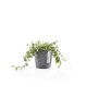 Amsterdam Mini small pot 10 Grey Small pot amsterdam mini Amsterdam Mini small pot 10 Grey Small pot amsterdam mini