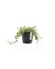Amsterdam Mini small pot 10 Dark Grey Small pot amsterdam mini Amsterdam Mini small pot 10 Dark Grey Small pot amsterdam mini