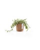 Amsterdam Mini small pot 10 Terracotta Small pot amsterdam mini Amsterdam Mini small pot 10 Terracotta Small pot amsterdam mini