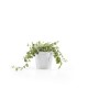 Amsterdam Mini small pot 10 Pure White Small pot amsterdam mini Amsterdam Mini small pot 10 Pure White Small pot amsterdam mini