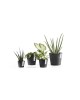 Amsterdam Mini small pot 13 Dark Grey Small pot amsterdam mini Amsterdam Mini small pot 13 Dark Grey Small pot amsterdam mini