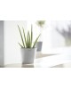 Amsterdam Mini small pot 17 White Grey Small pot amsterdam mini Amsterdam Mini small pot 17 White Grey Small pot amsterdam mini
