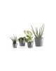 Amsterdam Mini small pot 17 Grey Small pot amsterdam mini Amsterdam Mini small pot 17 Grey Small pot amsterdam mini