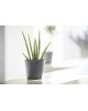 Amsterdam Mini small pot 17 Grey Small pot amsterdam mini Amsterdam Mini small pot 17 Grey Small pot amsterdam mini