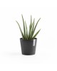 Amsterdam Mini small pot 17 Dark Grey Small pots