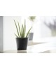 Amsterdam Mini small pot 17 Dark Grey Small pot amsterdam mini Amsterdam Mini small pot 17 Dark Grey Small pot amsterdam mini