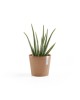 Amsterdam Mini small pot 17 Terracotta Small pot amsterdam mini Amsterdam Mini small pot 17 Terracotta Small pot amsterdam mini