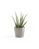 Amsterdam Mini small pot 17 Taupe Small pot amsterdam mini Amsterdam Mini small pot 17 Taupe Small pot amsterdam mini