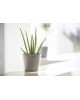 Amsterdam Mini small pot 17 Taupe Small pot amsterdam mini Amsterdam Mini small pot 17 Taupe Small pot amsterdam mini