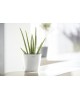 Amsterdam Mini small pot 17 Pure White Small pot amsterdam mini Amsterdam Mini small pot 17 Pure White Small pot amsterdam mini
