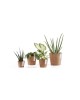 Amsterdam Mini small pot 8 Terracotta Small pot amsterdam mini Amsterdam Mini small pot 8 Terracotta Small pot amsterdam mini