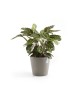 Amsterdam round pot 30 Taupe Amsterdam pot Amsterdam round pot 30 Taupe Amsterdam pot