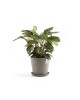 Amsterdam round pot 30 Taupe Amsterdam pot Amsterdam round pot 30 Taupe Amsterdam pot