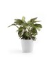Amsterdam round pot 30 Pure White Amsterdam pot Amsterdam round pot 30 Pure White Amsterdam pot