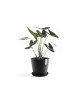 Amsterdam round pot 40 Dark Grey Amsterdam pot Amsterdam round pot 40 Dark Grey Amsterdam pot
