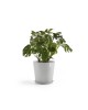 Amsterdam round pot 60 White Grey Amsterdam pot Amsterdam round pot 60 White Grey Amsterdam pot