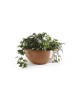 Round bowl pot Brussels 25 Terracotta Brussels pot Round bowl pot Brussels 25 Terracotta Brussels pot