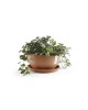 Round bowl pot Brussels 25 Terracotta Brussels pot Round bowl pot Brussels 25 Terracotta Brussels pot