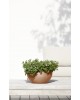 Round bowl pot Brussels 30 Terracotta Brussels pot Round bowl pot Brussels 30 Terracotta Brussels pot