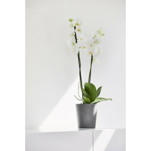 Morinda orchid pot 