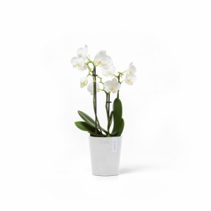 Morinda orchid pot 11 Pure White