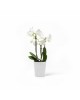 Morinda orchid pot 11 Pure White Small pots