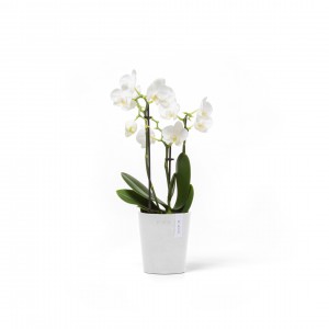 Morinda orchid pot 11 Pure White