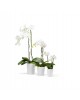 Morinda orchid pot 11 Pure White Morinda orchid pot Morinda orchid pot 11 Pure White Morinda orchid pot