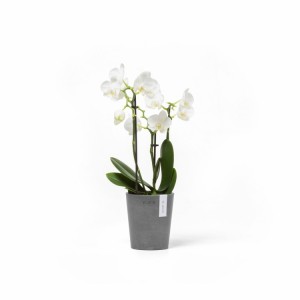 Morinda orchid pot 11 Grey