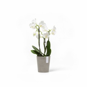 Morinda orchid pot 11 Taupe
