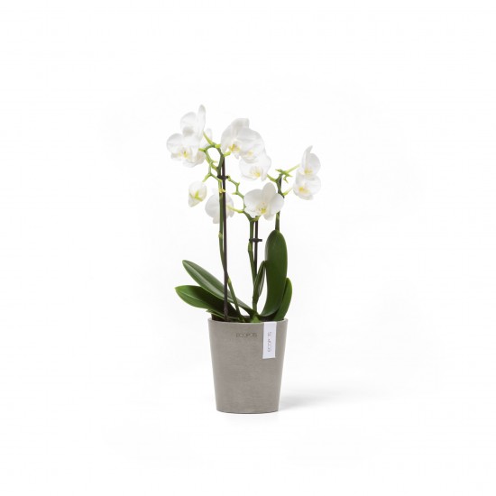 Morinda orchid pot 11 Taupe Morinda orchid pot Morinda orchid pot 11 Taupe Morinda orchid pot