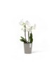 Morinda orchid pot 11 Taupe Morinda orchid pot Morinda orchid pot 11 Taupe Morinda orchid pot
