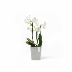 Morinda orchid pot 11 White Grey