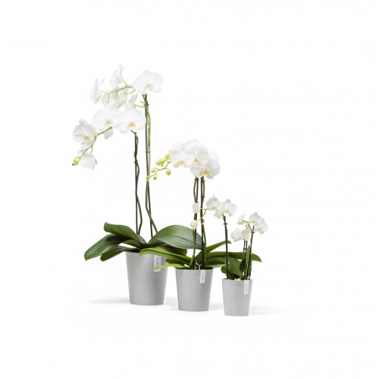 Γλάστρα ορχιδέας Morinda 11 White Grey Γλάστρα ορχιδέας morinda Γλάστρα ορχιδέας Morinda 11 White Grey Γλάστρα ορχιδέας morinda