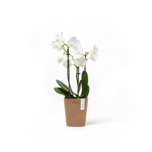 Morinda orchid pot 11 Terracotta