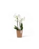 Morinda orchid pot 11 Terracotta Morinda orchid pot Morinda orchid pot 11 Terracotta Morinda orchid pot