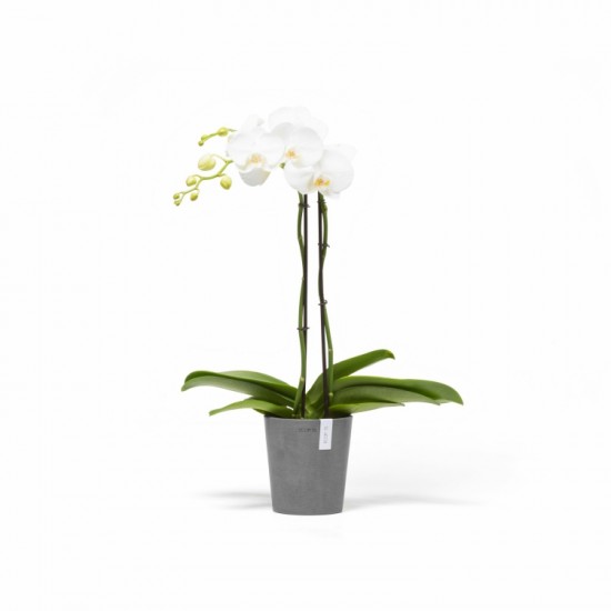 Morinda orchid pot 14 Grey Small pots