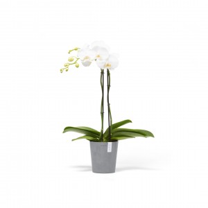 Morinda orchid pot 14 Blue Grey