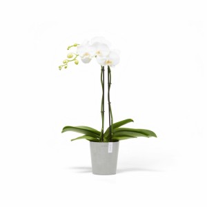 Morinda orchid pot 14 White Grey