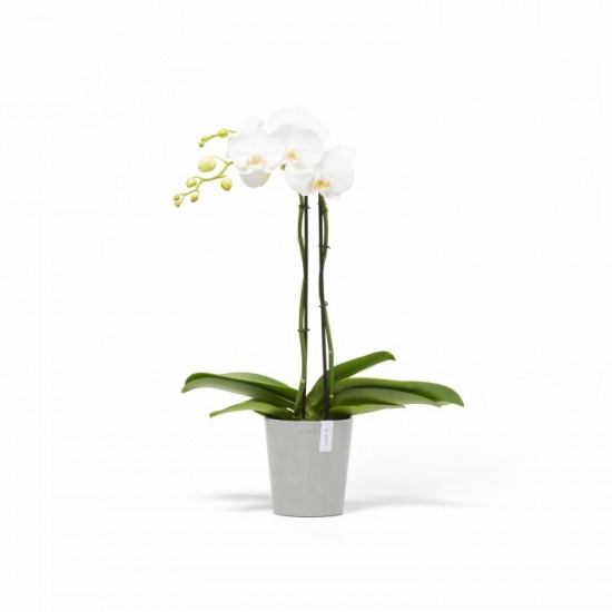 Morinda orchid pot 14 White Grey Morinda orchid pot 