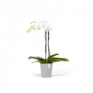 Morinda orchid pot 14 White Grey