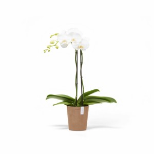 Morinda orchid pot 14 Terracotta