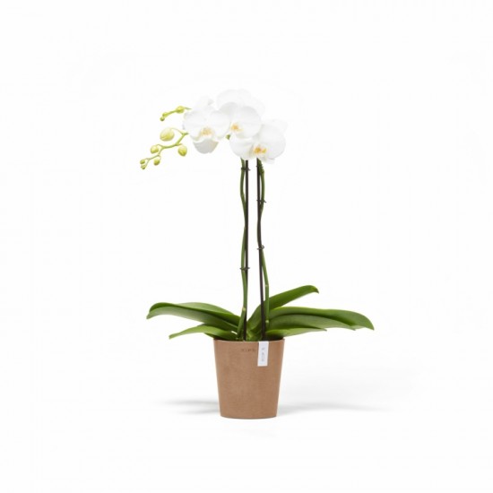 Morinda orchid pot 14 Terracotta Small pots