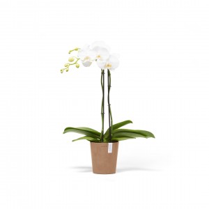 Morinda orchid pot 14 Terracotta