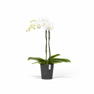 Morinda orchid pot 14 Dark Grey