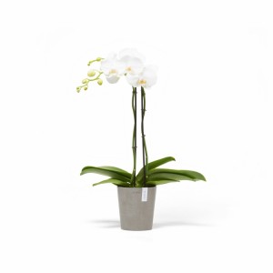 Morinda orchid pot 14 Taupe