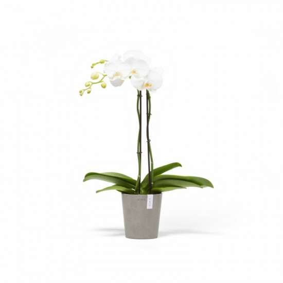 Morinda orchid pot 14 Taupe Small pots