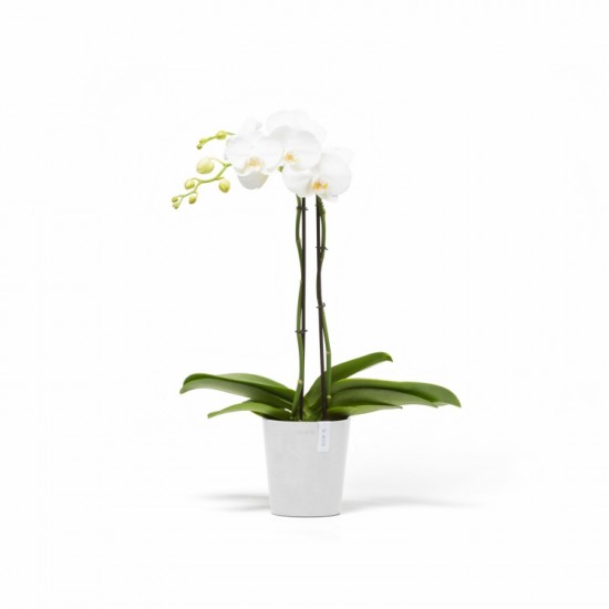 Morinda orchid pot 14 Pure White Morinda orchid pot 