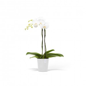 Morinda orchid pot 14 Pure White